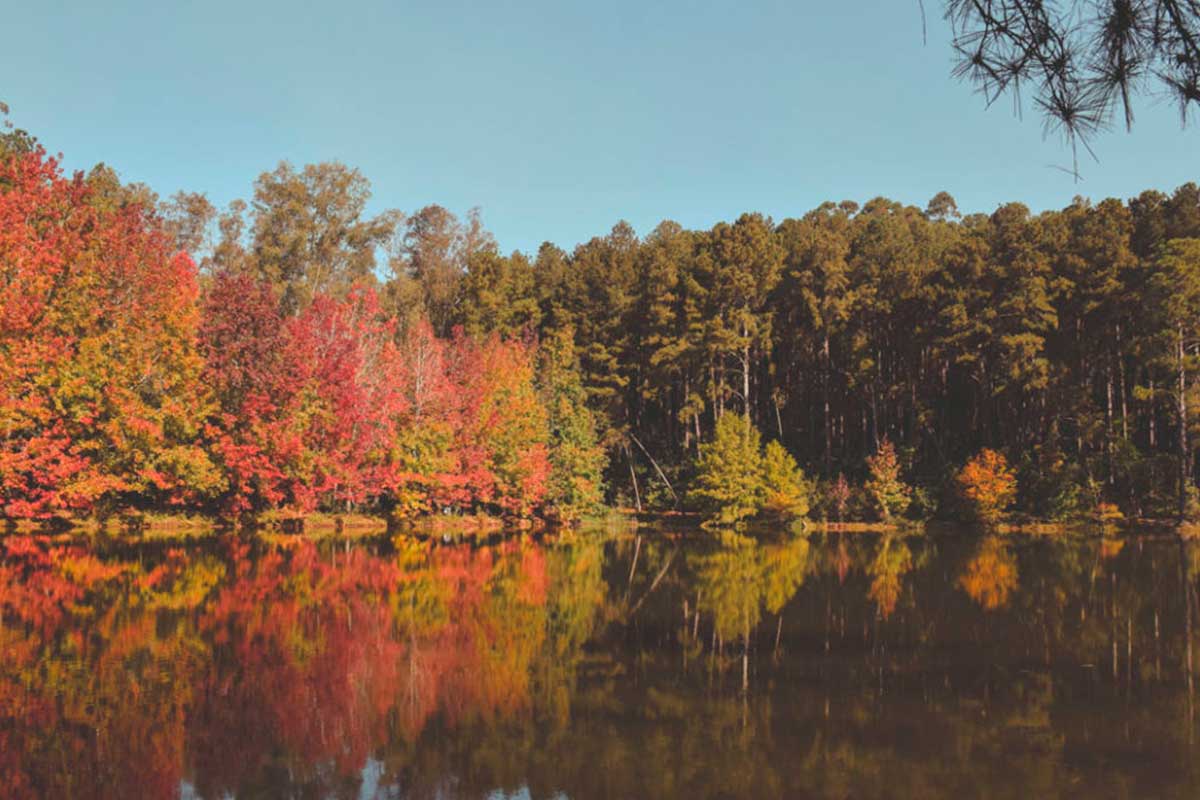 Imagem de Obra de um só homem, Parque Witeck é o maior bosque particular no RS