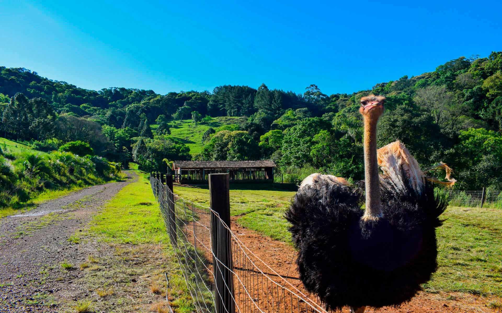 Olhar curioso de uma das aves mais excêntricos do local. Foto: Jessica Edel